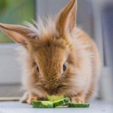 Da li je moguće zečevima dati svježe krastavce